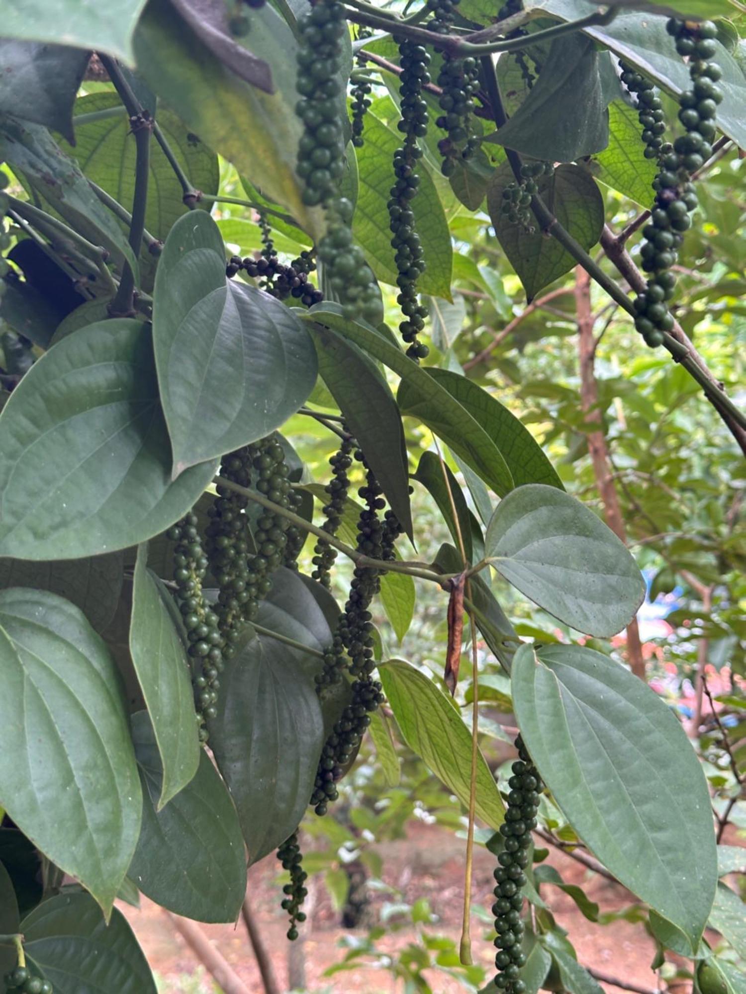 Kattil Farm Stay Varkala Thiruvananthapuram Bagian luar foto