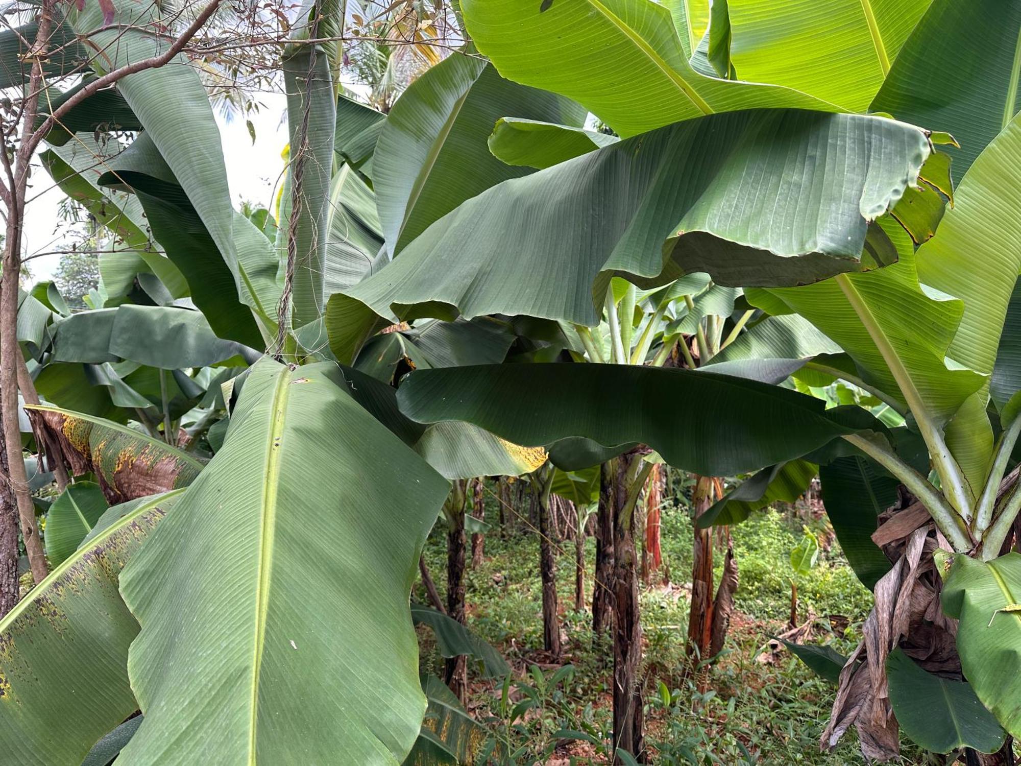 Kattil Farm Stay Varkala Thiruvananthapuram Bagian luar foto