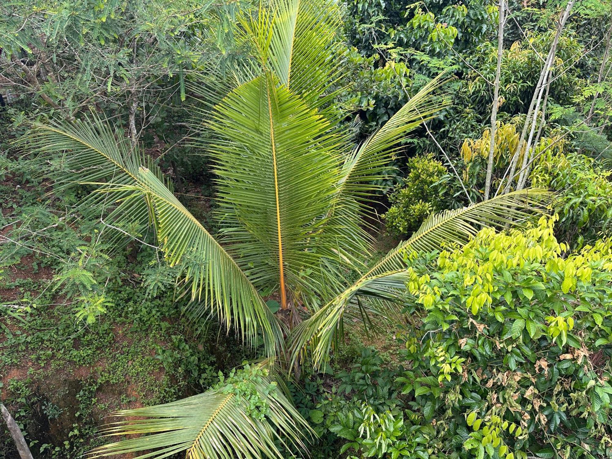 Kattil Farm Stay Varkala Thiruvananthapuram Bagian luar foto