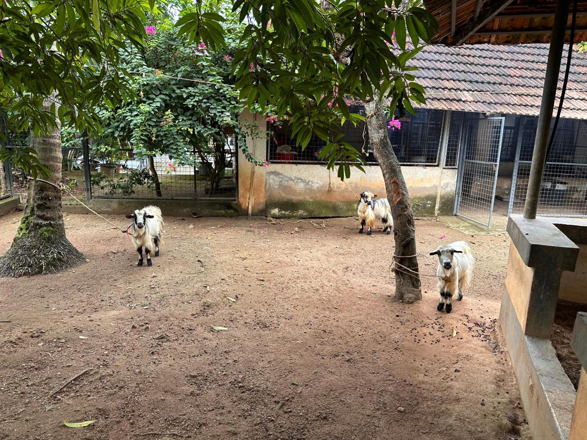 Kattil Farm Stay Varkala Thiruvananthapuram Bagian luar foto