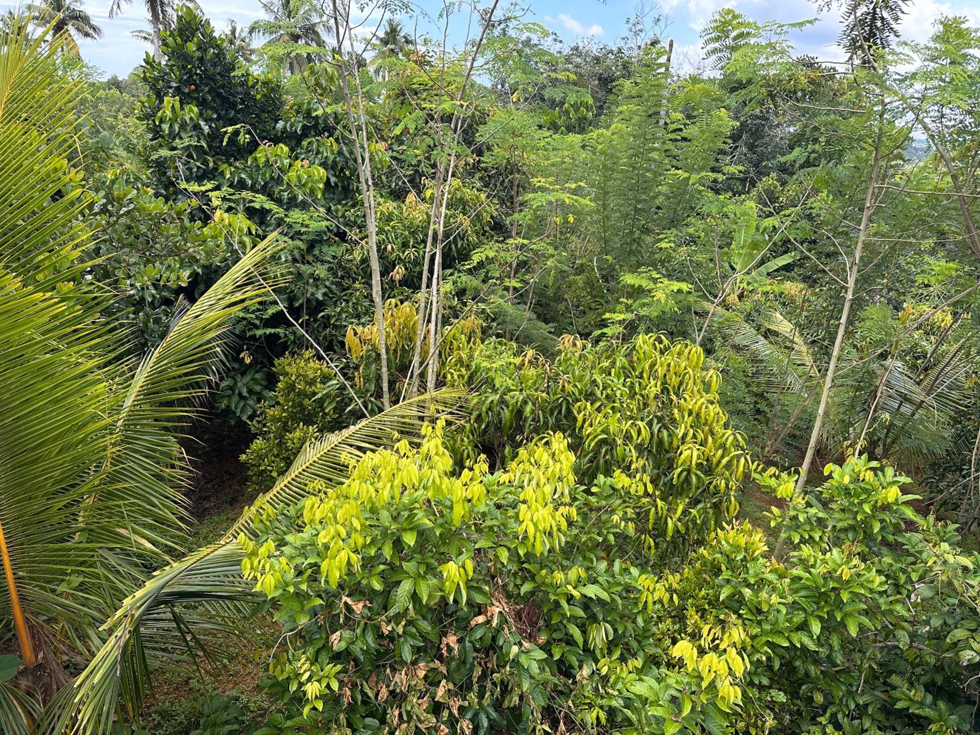 Kattil Farm Stay Varkala Thiruvananthapuram Bagian luar foto