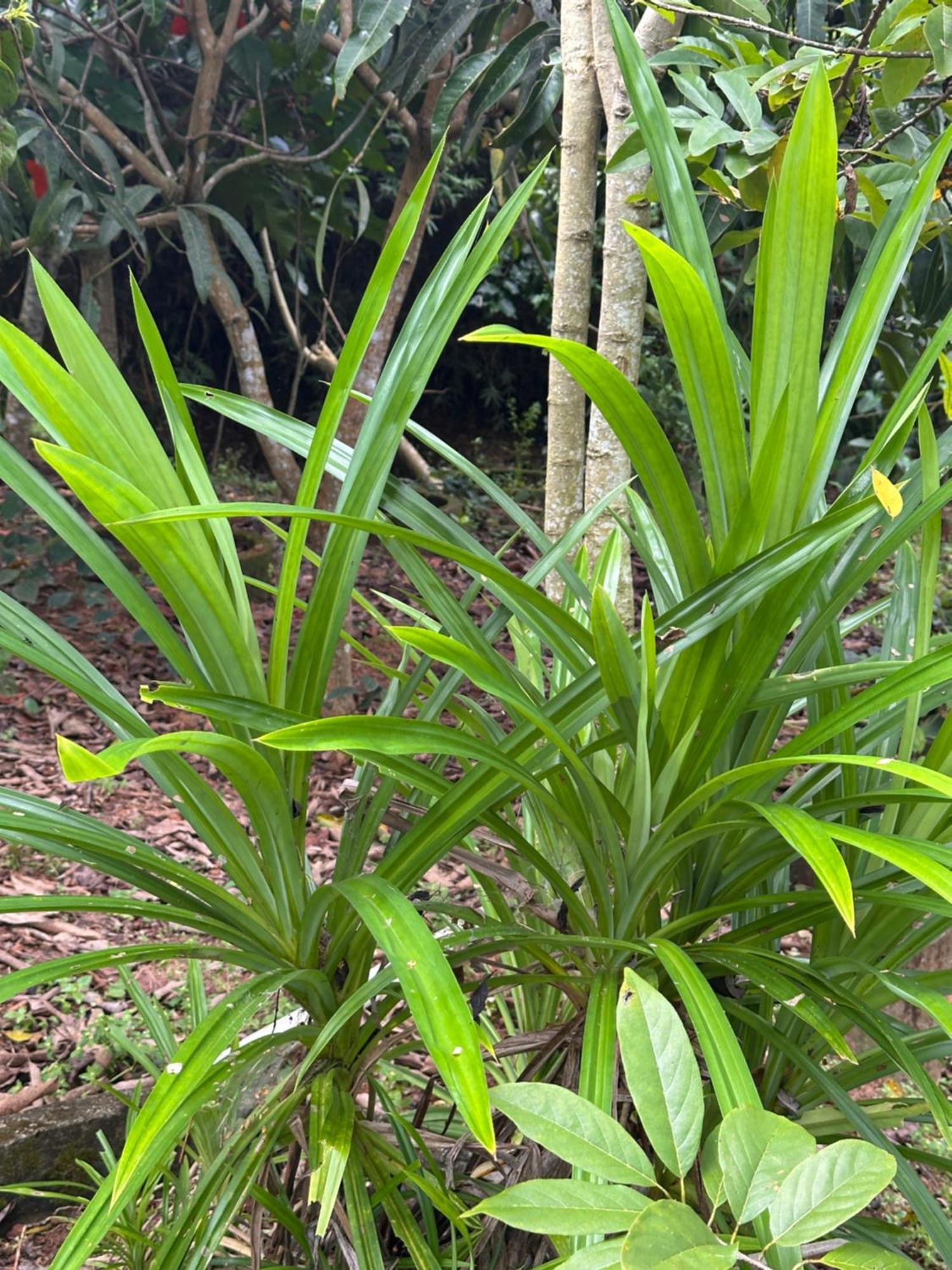Kattil Farm Stay Varkala Thiruvananthapuram Bagian luar foto