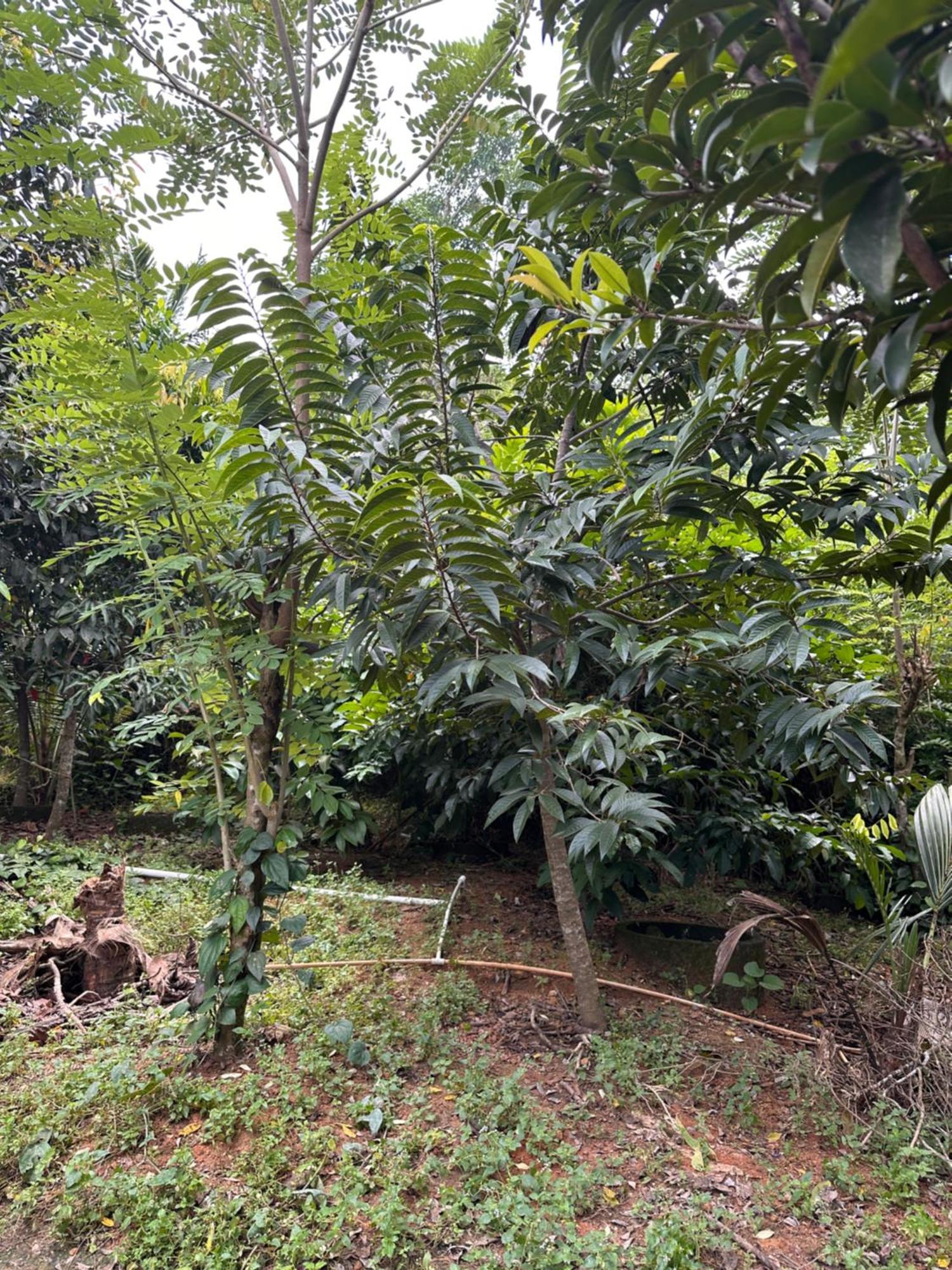 Kattil Farm Stay Varkala Thiruvananthapuram Bagian luar foto