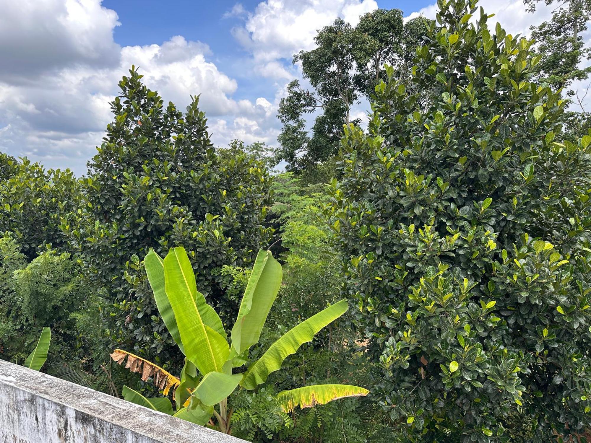 Kattil Farm Stay Varkala Thiruvananthapuram Bagian luar foto