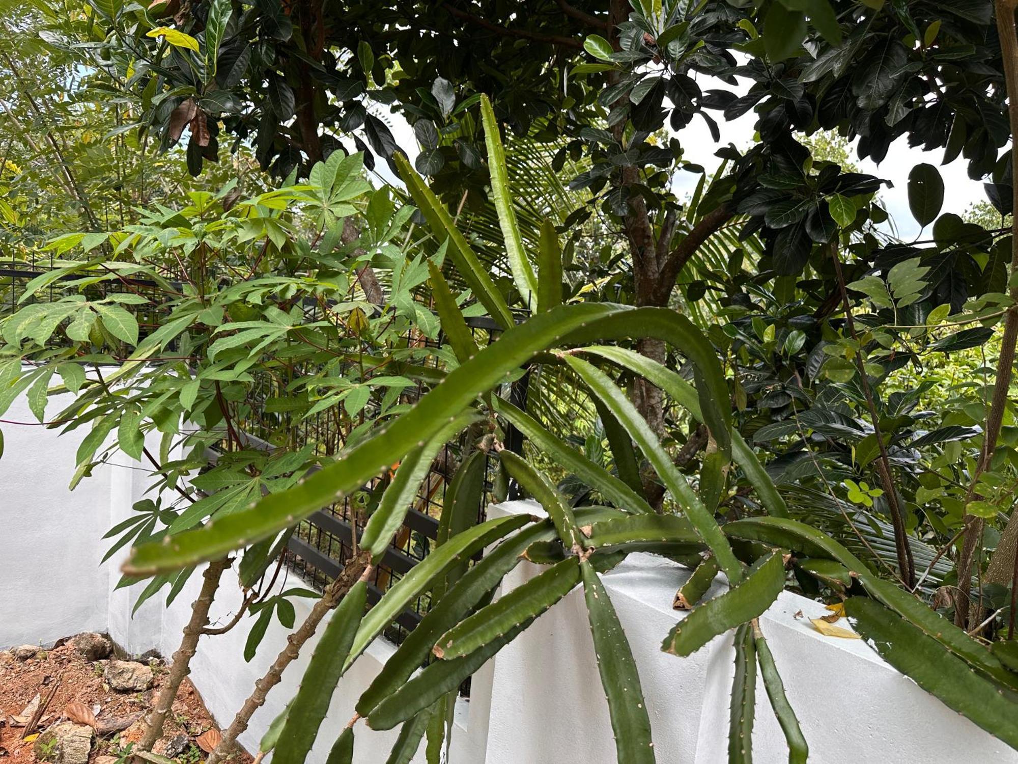 Kattil Farm Stay Varkala Thiruvananthapuram Bagian luar foto