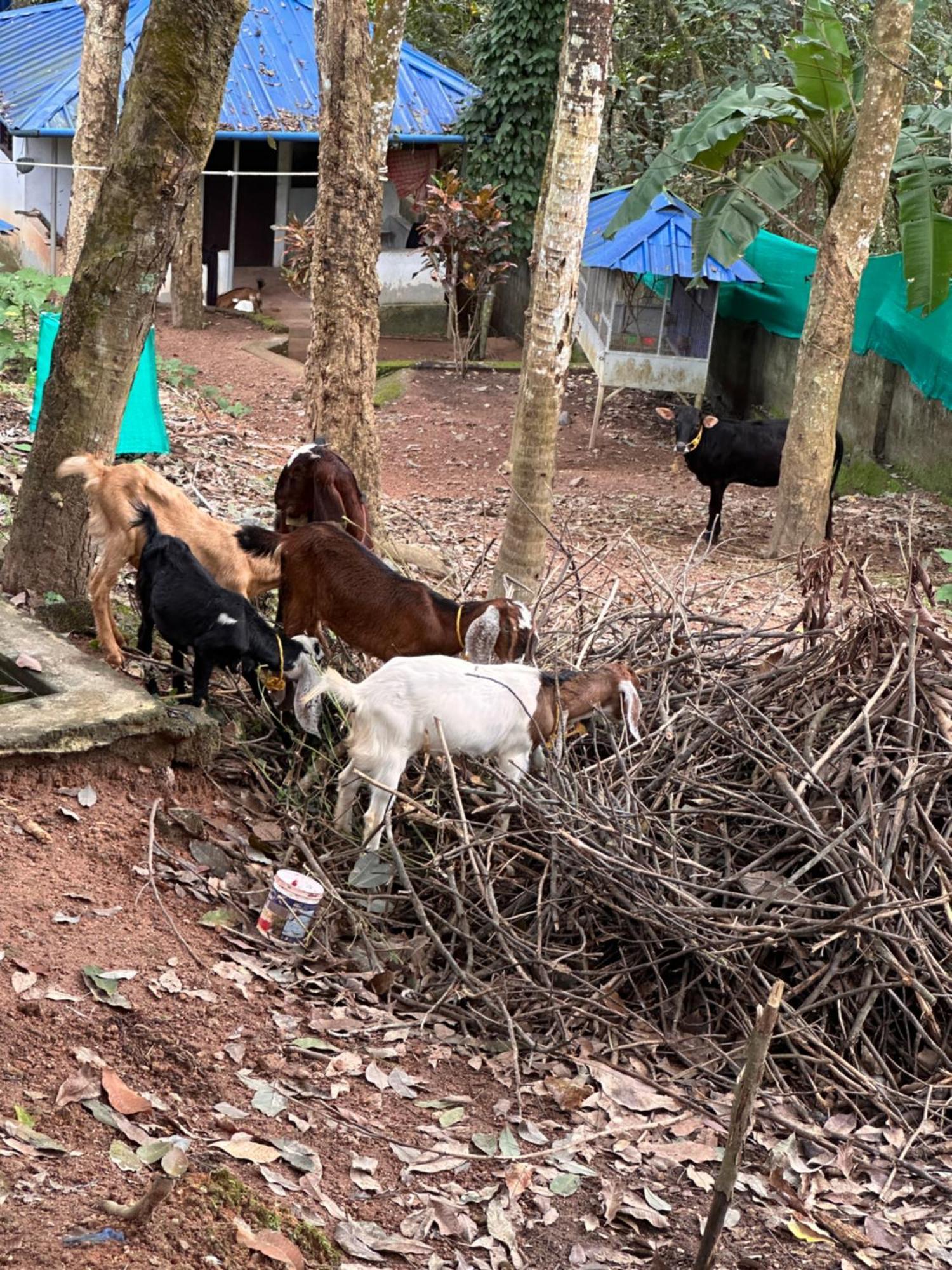 Kattil Farm Stay Varkala Thiruvananthapuram Bagian luar foto